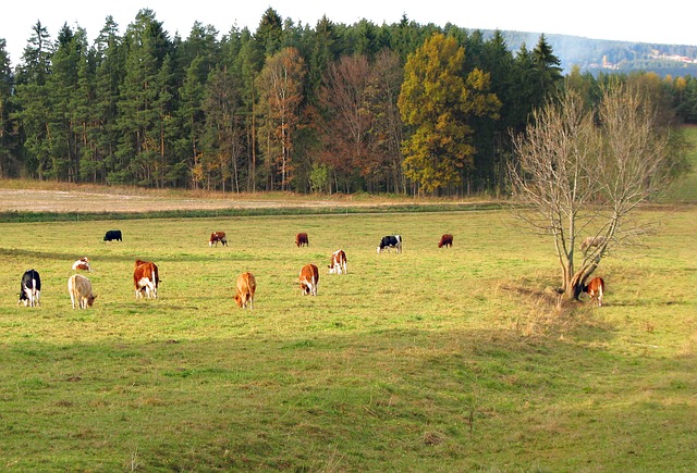 krávy na pastvě